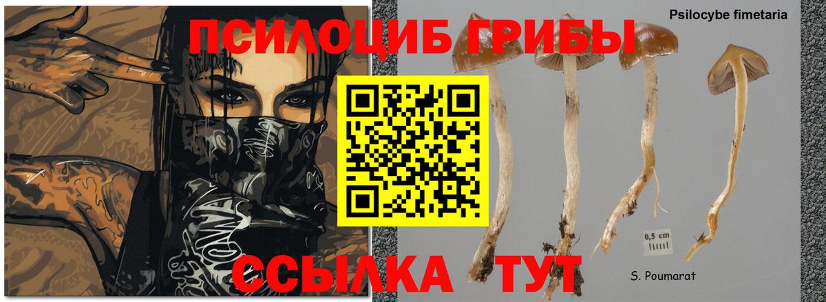 Псилоцибиновые грибы MAGIC MUSHROOMS Лесозаводск